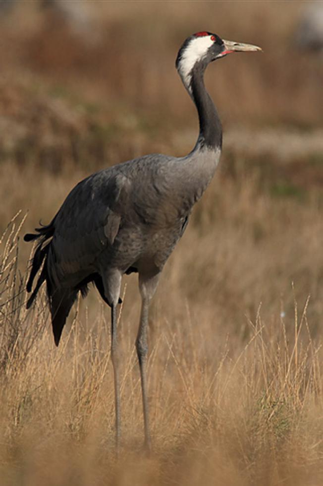 La grulla común (Grus grus)